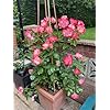 🌹 Multi-Colour Climbing Rose Flower Seeds