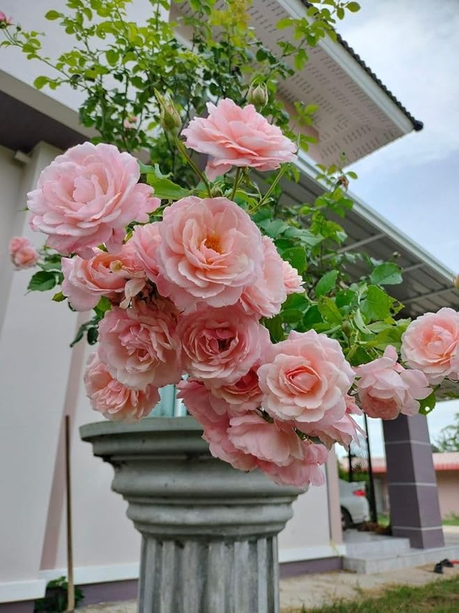 🌹 Multi-Colour Climbing Rose Flower Seeds