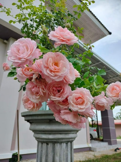 🌹 Multi-Colour Climbing Rose Flower Seeds
