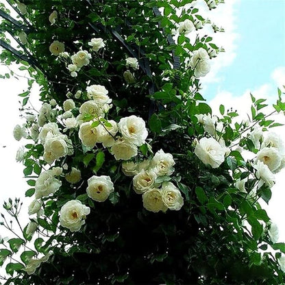 🌹 Multi-Colour Climbing Rose Flower Seeds