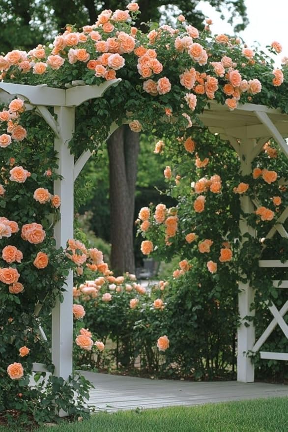 🌹 Multi-Colour Climbing Rose Flower Seeds