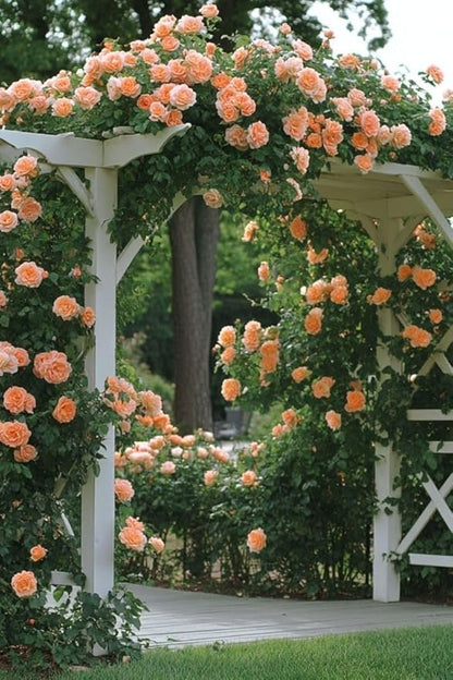 🌹 Multi-Colour Climbing Rose Flower Seeds