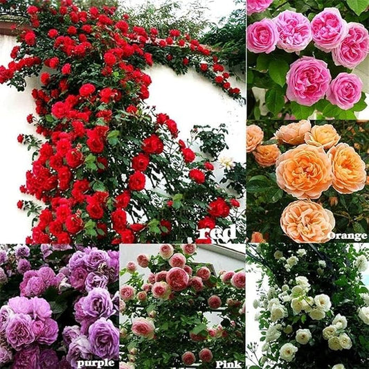 🌹 Multi-Colour Climbing Rose Flower Seeds