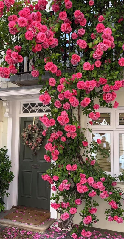 🌹 Multi-Colour Climbing Rose Flower Seeds