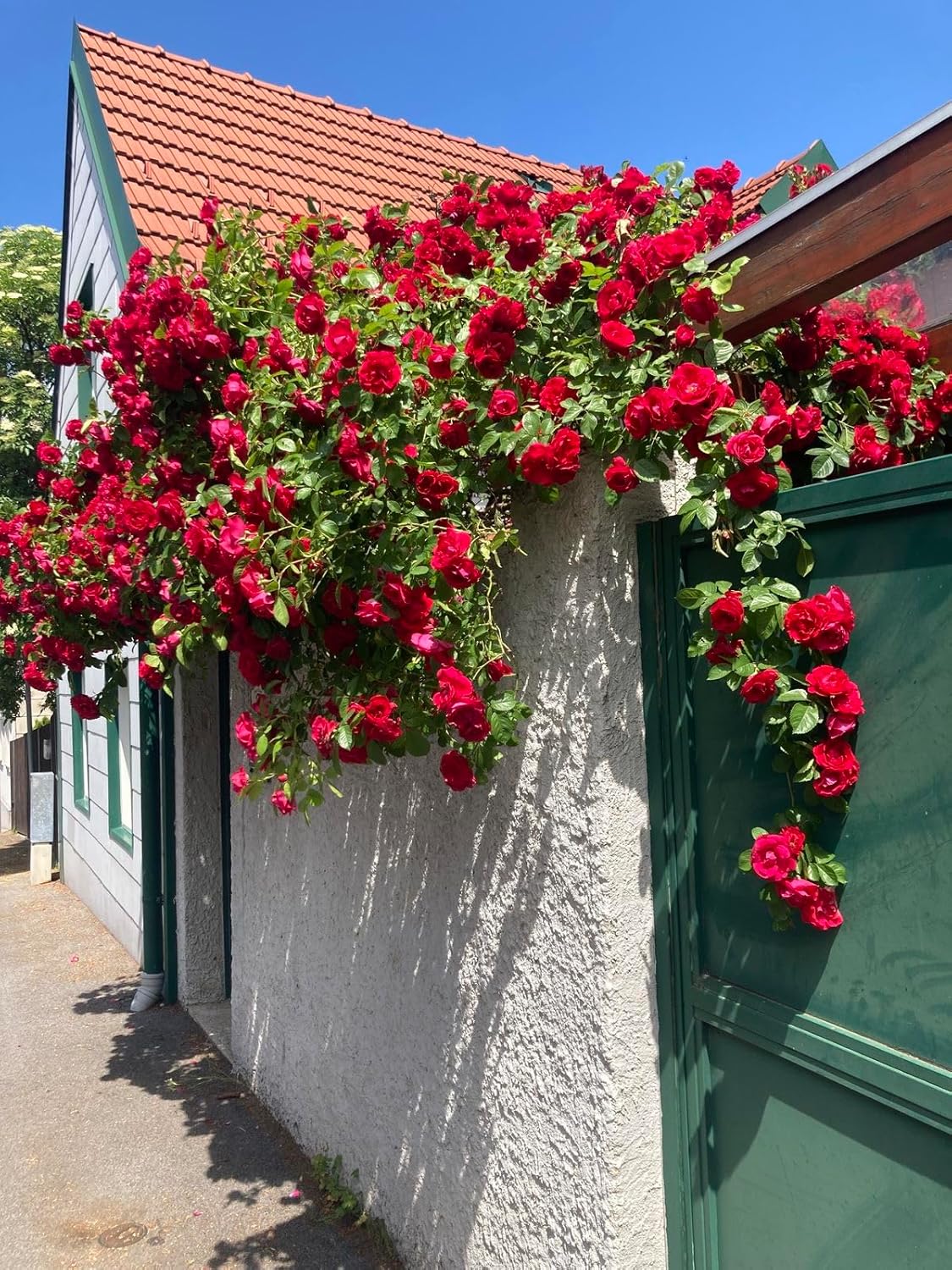 🌹 Multi-Colour Climbing Rose Flower Seeds